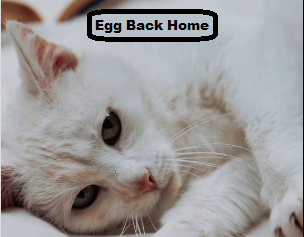 Egg Cat Home
