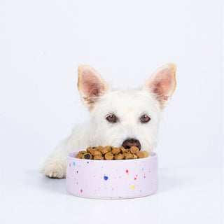 New Party Pet Bowl 14cm Set 2 Lilac