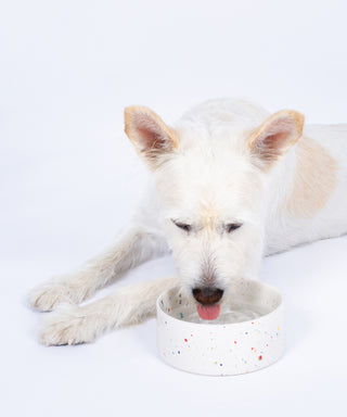 New Party Pet Bowl 14cm Set 2 White