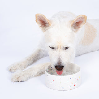 New Party Pet Bowl 14cm Set 2 White Pink - Egg Back Home